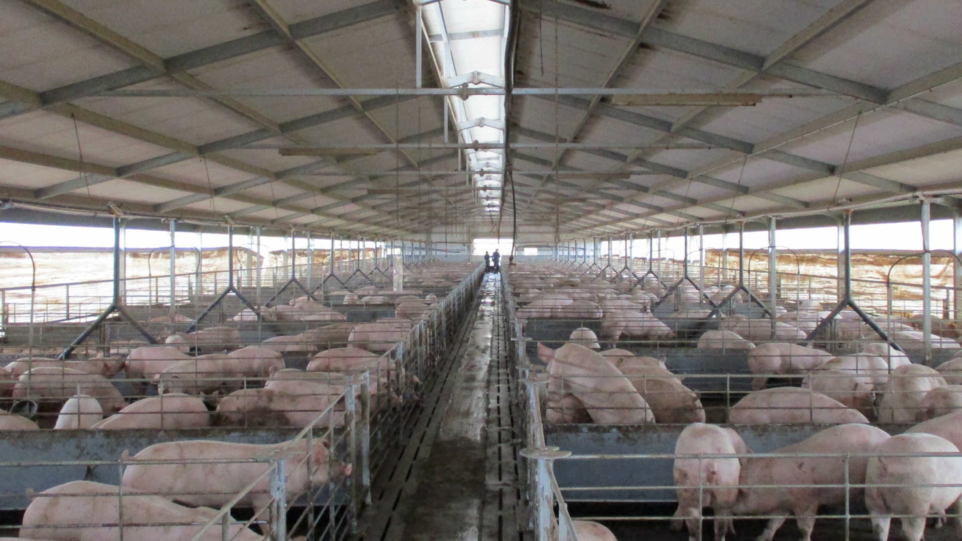 SKIOLD Liquid feeding Solution at Riverbend Pig Farm AU
